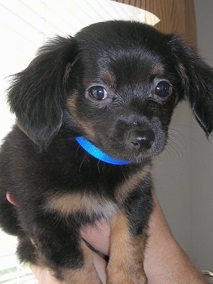 Long haired chiweenie puppies deals