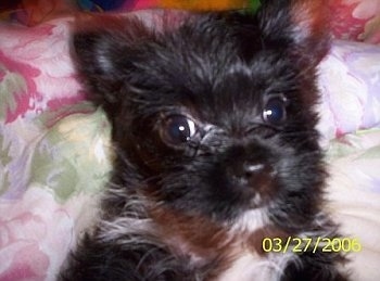 black chorkie puppies