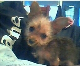 Close Up - Toby the tan and black Chorkie puppy is laying next to a person on their bed