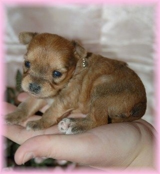 A tiny tan Chorkie Puppy is being held in the hand of a person. There is a pink gradient around the border