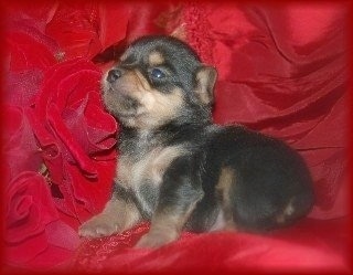 A black and tan Chorkie puppy is sitting on a red blanket and there are red rose flowers behind it