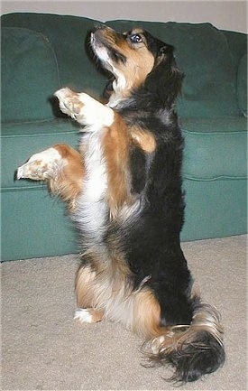 Regal the black, tan and white Cockalier is sitting on her hind legs with her front paws in the air. There is a green couch behind her