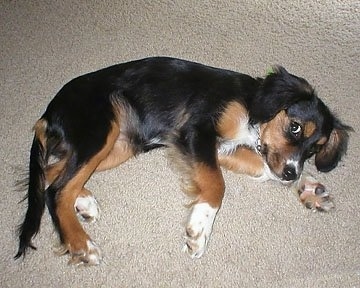 Regal the tri-color Cockalier puppy is laying on her side on a carpet