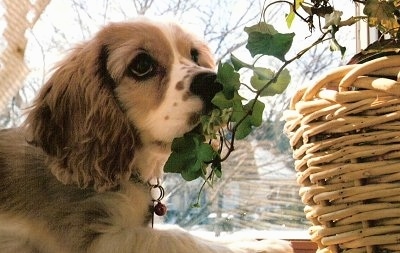 Toby the Cockalier puppy is laying in front of a window and looking at the plant that is in a wicker vase in front of him