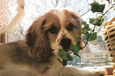 Toby the Cockalier puppy is laying in front of a window next to a wicker plant vase with a green vine hanging down in front of him