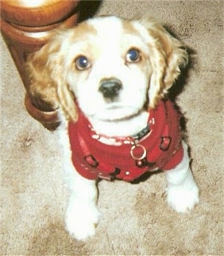 Toby the Cockalier Puppy is wearing a red sweater and sitting on a carpet in front of a wooden table leg