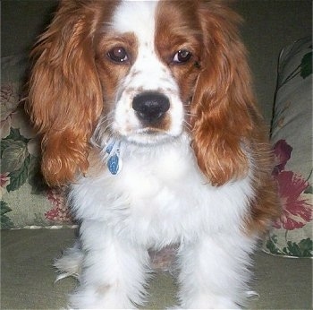 Tanner the reddish brown and white Cockalier is sitting in front of pillows with floral print on them