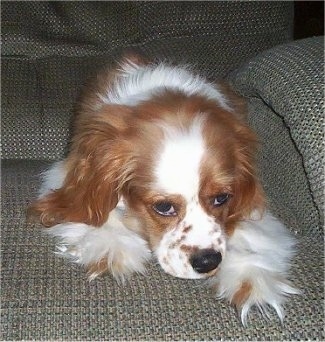 Tanner the reddish brown and white Cockalier is laying down on a recliner with his head between his front paws