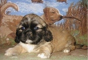 A tan with a black face and white chested Cockanese puppy is laying in front of a backdrop that has a yellow labrador dog carrying a stick drawn on it