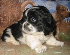 A black and white Cockanese puppy is laying in front of a backdrop with a dog drawn on it looking to the left