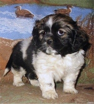 A black, white and tan Cockanese puppy is standing in front of a backdrop with a duck pond drawn on it