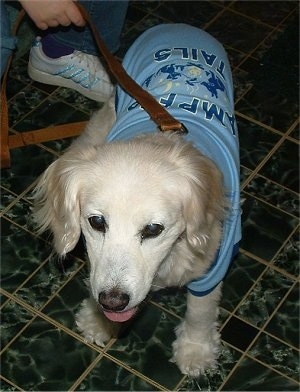 A white Golden Cocker Retriever is wearing a blue shirt and standing in front of a person on a black tiled floor. Its mouth is open and tongue is out