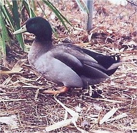 Left Profile - The left side of a mallard duck standing outside in dirt looking up and to the left.