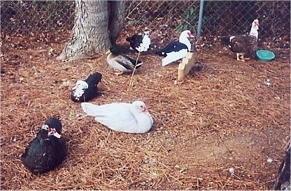 A flock of ducks are standing and sitting in brown grass and behind it is a chain link fence.