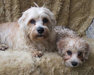 dandie dog breed