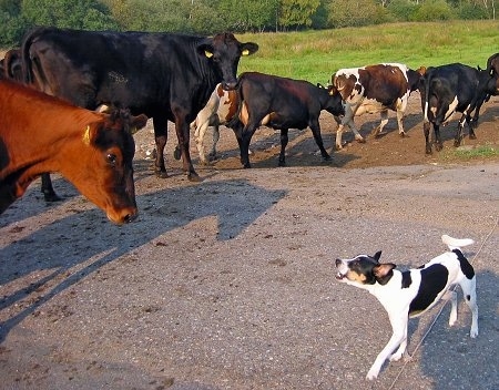 Sigurd the the Danish-Swedish Farmdog is barking at a herd of cattle moving in a line across a road.