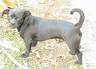 pug dachshund mix puppies for sale