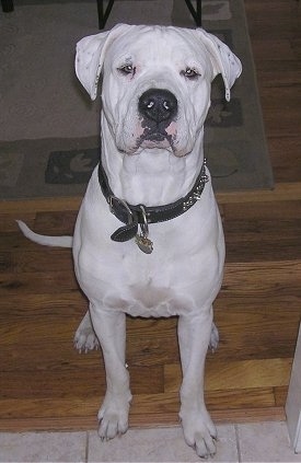 Diego the Dogo is sitting on a hardwood floor in front of a doorway with its front paws on a white tiled floor.
