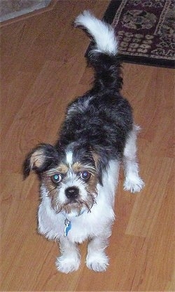 Eli the black, tan and white tricolor Dorkie is standing on a hardwood floor and looking up.