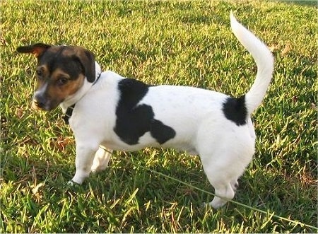 Mason the black, brown and white tricolor Doxle is standing outside in a field looking to the left