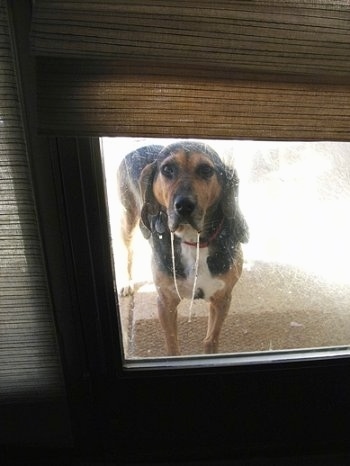 Grace the black and tan Coonhound is standing outside of a door looking in the window and there is about 18 inches of thick drool hanging out of both sides of her mouth