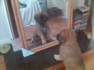 Scooby the Estrela Mountain Dog as a puppy is sitting in front of a mirror and looking at himself