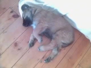 Scooby the Estrela Mountain Dog as a puppy is sleeping on a blanket against a wall