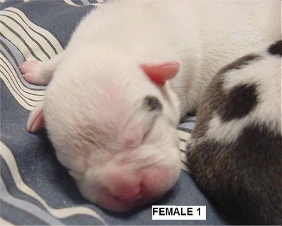 A white EngAm Bulldog Puppy is laying on a blue and white striped sheet next to another puppy with spots on it. The Words - Female 1 - are overlayed at the bottom of the image