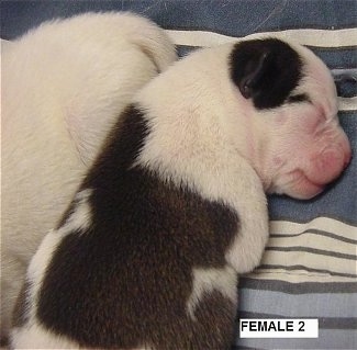 A little white with brown EngAm Bulldog puppy is laying on a blue and white striped sheet next to a white puppy. The Words - Female 2 - are overlayed at the bottom left of the image