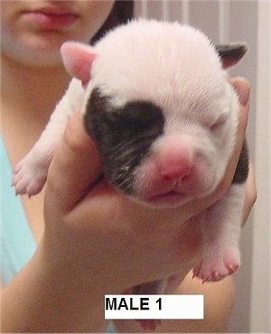 A white with brown EngAm Bulldog puppy is being held in the hand of a person. The Words - Male 1 - are overlayed at the bottom of the image