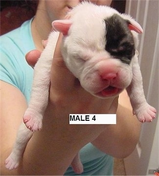 A white with brown EngAm Bulldog Puppy is being held in the air by a person. Its eyes are closed, tongue is out and mouth is open. The Words - Male 4 - are overlayed at the bottom of the image