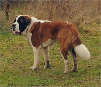 The back left side of a brown with white and black Saint Bernard that is looking to the left. It is standing outside in a field, its mouth is open and tongue is out.