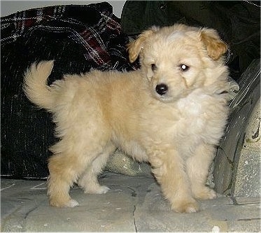 american eskimo poodle