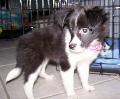 Close Up - Nikki the black and white Eskland puppy is standing in front of a black dog crate and looking to the left