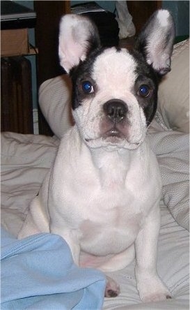 Frenchton Dog Breed Information and Pictures