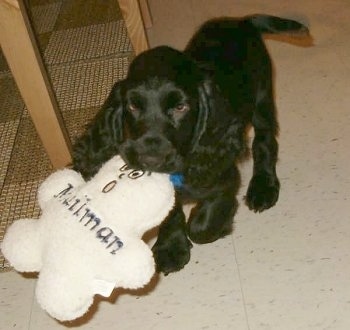 A black Field Spaniel puppy has a white plush toy in its mouth as it walks out of a kitchen.