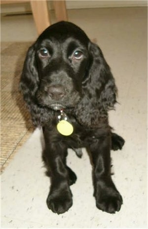 A black Field Spaniel puppy is sitting next to a table on a white tiled floor.