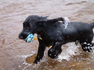 Action shot - A black Field Spaniel dog is running through a body of water with a ball in its mouth