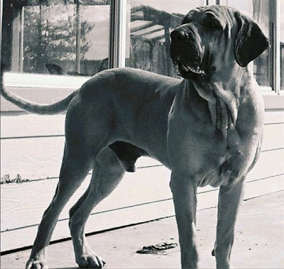 A black and white photo of a Fila Brasileiro dog who is standing outside in front of a house looking to the left.