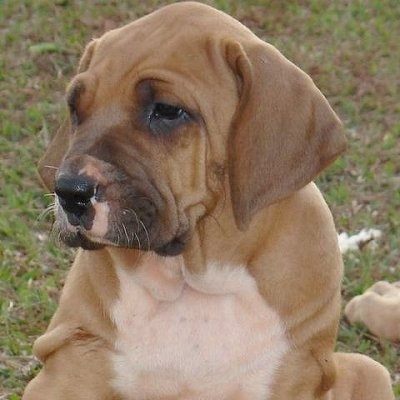 Close up upper body shot - A tan with white Fila Brasileir puppy is sitting down out in a field