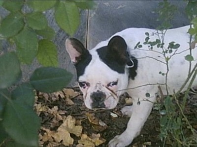 A white with black French Bulldog puppy is standing outside under bushes.