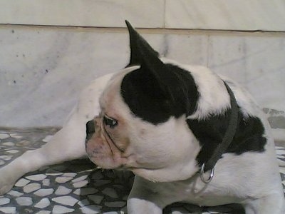 A white with black French Bulldog is laying on a gray with white stone floor in front of a concrete wall looking to the left