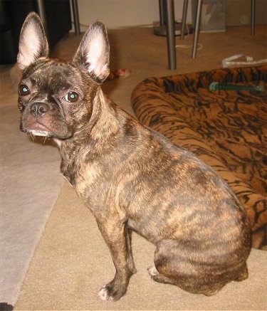 A brown brindle Frenchie Pug is sitting on a carpet in front of a tiger print dog bed.