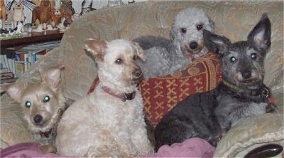 Four Dogs are laying in an arm chair.