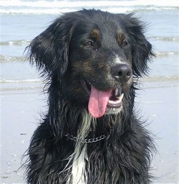 golden retriever cross bernese mountain dog