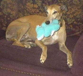 A tan with white Greyhound is laying on a brown couch with a green plush toy in its mouth.