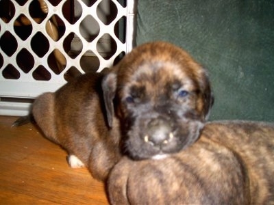 A brown brindle Golden Boxer puppy is laying on the back side of its littermate.