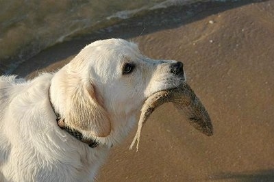 A Golden Labrador is standing in sand and it has a fish in its mouth. There is a body of water behind it.