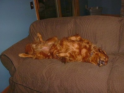 A red Golden Retriever is sleeping on its back belly-up on top of a brown couch next to a blue wall.