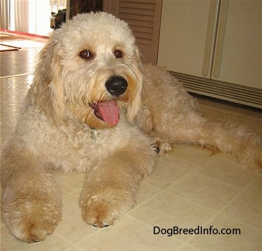 A tan Goldendoodle is laying on a tan tiled floor in front of a refridgerator